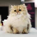 joyful_jade_241117_1